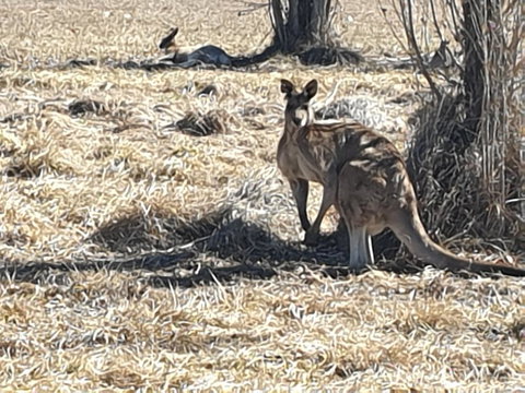 Clansman Motel - Redcliffe Tourism 0