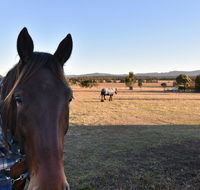 Clydesdale Cottage on Talga with real Clydesdale Horses - Redcliffe Tourism
