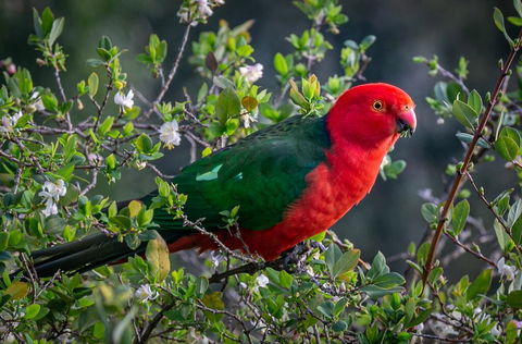 Country Paradise In The Gully - Redcliffe Tourism 2