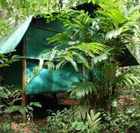 Daintree Crocodylus - Redcliffe Tourism