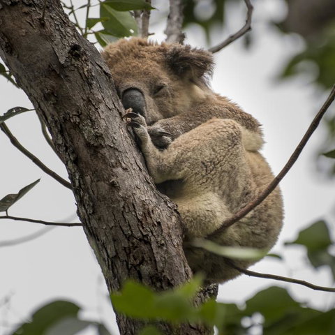 Diamond Waters Caravan Park - Redcliffe Tourism 3