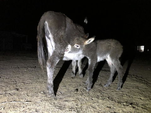 Donkey Tales Farm Cottages - Redcliffe Tourism 0