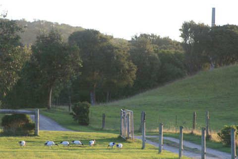 Driftwood Villas - Redcliffe Tourism 1