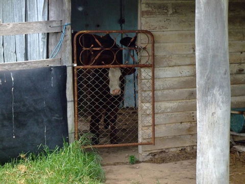 Escape To The Country - Enjoy The Firepit Or Explore Magical Bunya Mountains - Redcliffe Tourism 3