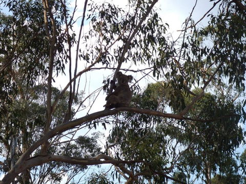 Escape To The Country - Enjoy The Firepit Or Explore Magical Bunya Mountains - Redcliffe Tourism 0