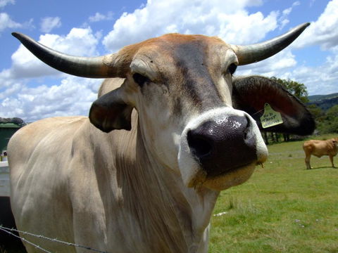 Escape To The Country - Enjoy The Firepit Or Explore Magical Bunya Mountains - Redcliffe Tourism 2