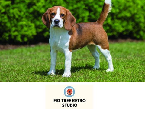 Fig Tree Retro Studio - Redcliffe Tourism 0