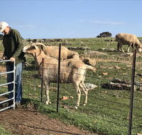 Gilgraves Vineyard Farmstay - Redcliffe Tourism