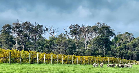 Harmony Forest Cottages & Lake Side Lodge - Redcliffe Tourism 1
