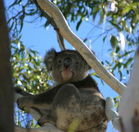 Levi Park Caravan Park - Redcliffe Tourism