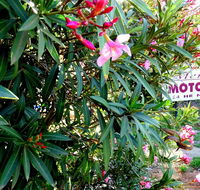 Mercury motor inn - Redcliffe Tourism