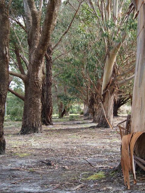 Riverside Retreat Chalets, Walpole - Redcliffe Tourism 16