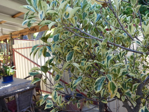 The Blacksmiths Cottage - Redcliffe Tourism 21