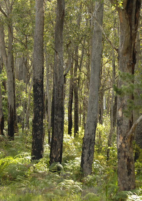 Margarets Forest - Redcliffe Tourism 36