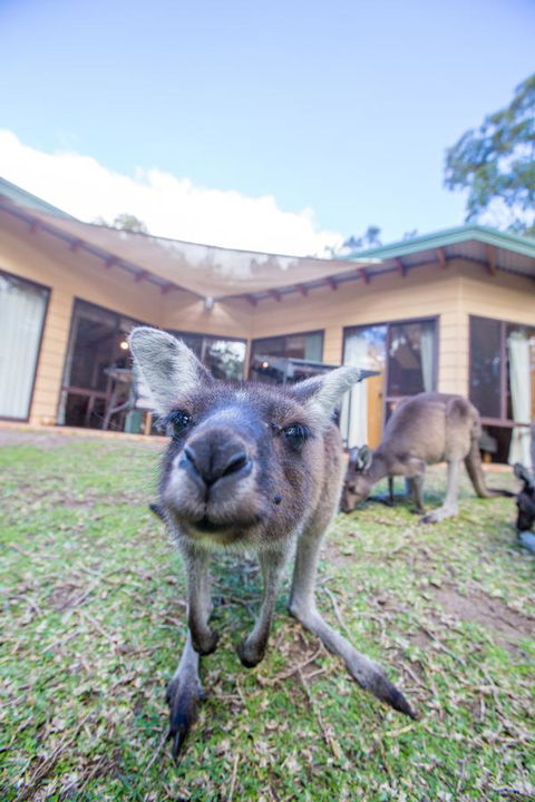 Yelverton Brook Conservation Sanctuary - Redcliffe Tourism 17