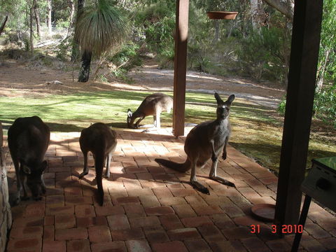 Yelverton Brook Conservation Sanctuary - Redcliffe Tourism 22