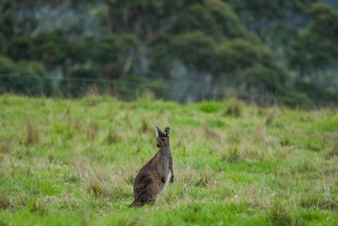 Celestine Retreat - Redcliffe Tourism 16