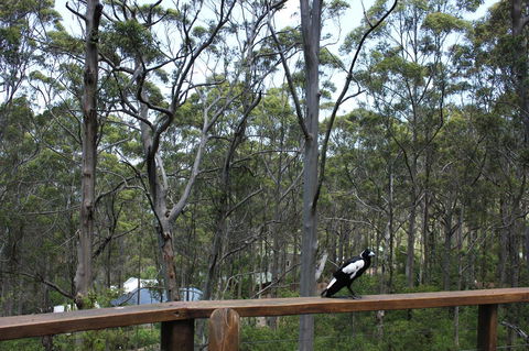 Ark Of Denmark - Redcliffe Tourism 11