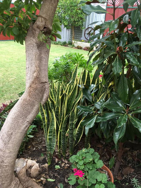 Bluebird Cottage - Redcliffe Tourism 30