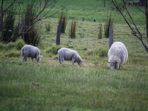 Tanen Farm - Redcliffe Tourism 11
