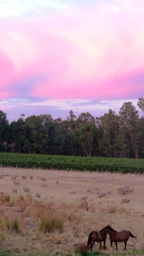 Windfall Estate Vineyard Cottage - Redcliffe Tourism 25