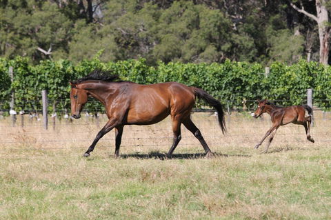 Windfall Estate Vineyard Cottage - Redcliffe Tourism 17