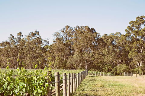 Windfall Estate Vineyard Cottage - Redcliffe Tourism 23