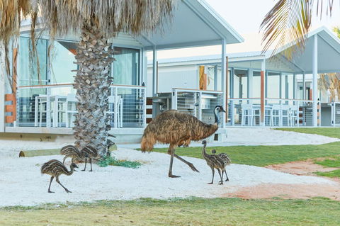 RAC Monkey Mia Dolphin Resort - Redcliffe Tourism 15