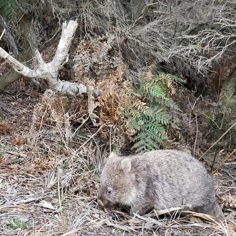 Aplite House - Redcliffe Tourism 35