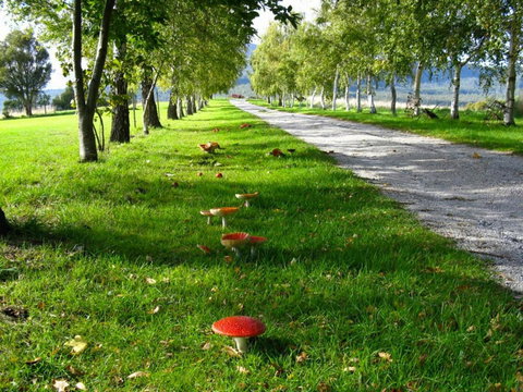 Plovers Ridge Country Retreat - Redcliffe Tourism 0