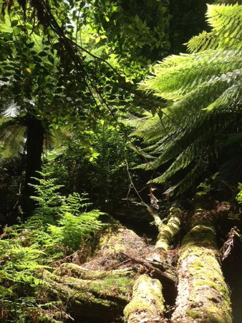 Sheer Pleasure Accommodation - Redcliffe Tourism 25