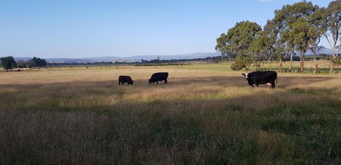 Olinda Yarra Cottage - Redcliffe Tourism 2