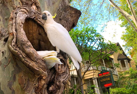 Original Backpackers - Redcliffe Tourism 2