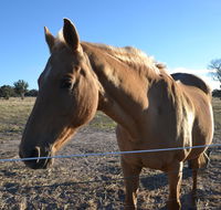 Penny's Place in The pyrenees - Redcliffe Tourism