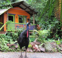 Rainforest Hideaway - Redcliffe Tourism