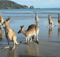 Seaforth Holiday Units - Redcliffe Tourism