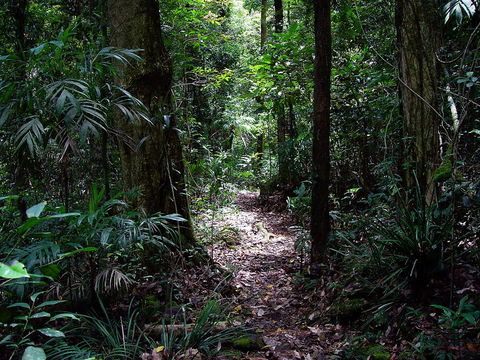 Springbrook Lyrebird Retreat - Redcliffe Tourism 0