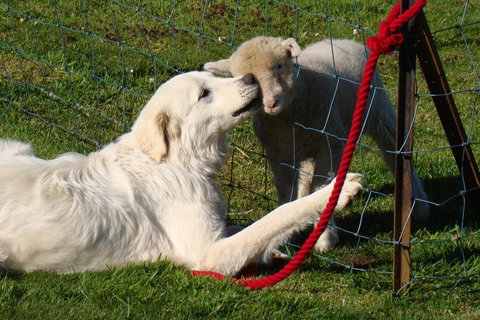 Buttons Cottage For Canyon & Rain Forest Walks With In House Dining - Redcliffe Tourism 32