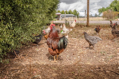 Glencoe Country Bed And Breakfast - Redcliffe Tourism 32