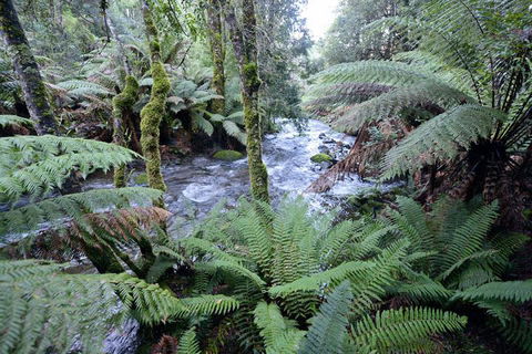 Lemonthyme Wilderness Retreat - Redcliffe Tourism 21