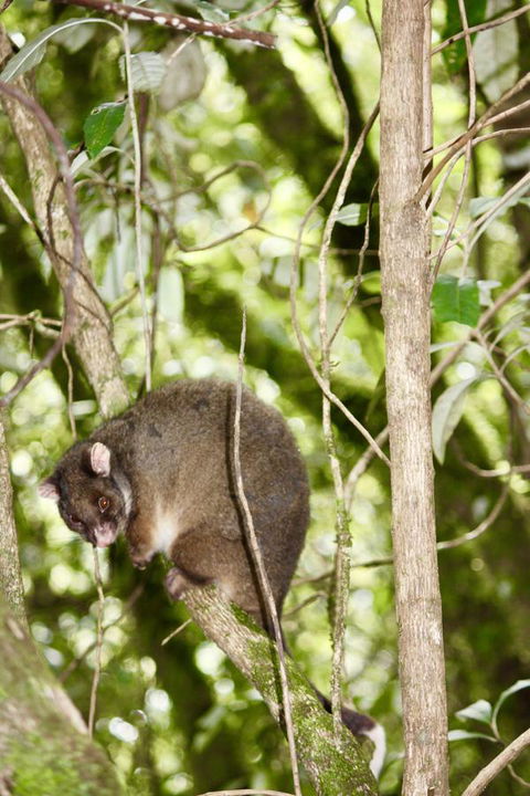 Lemonthyme Wilderness Retreat - Redcliffe Tourism 26
