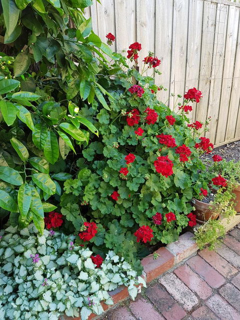 Healesville House - Fig Tree House - Redcliffe Tourism 18