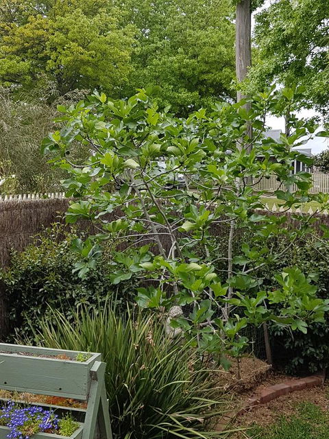 Healesville House - Fig Tree House - Redcliffe Tourism 20