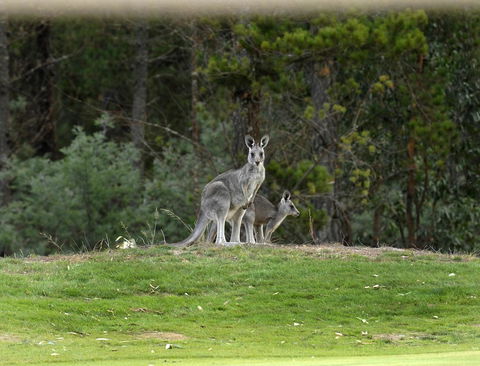 RACV Goldfields Resort - Redcliffe Tourism 20