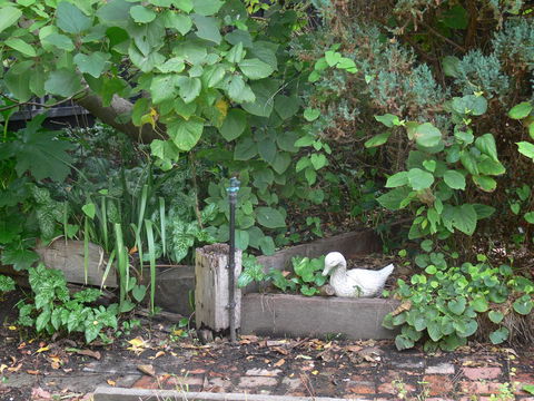 Fairbank House - Redcliffe Tourism 24