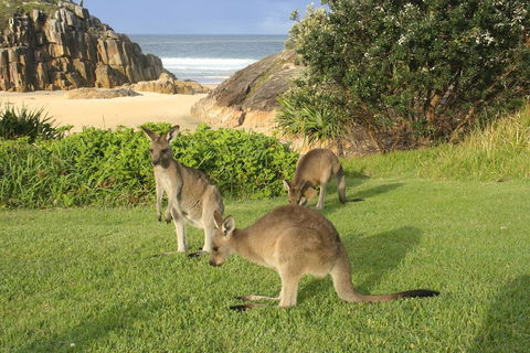 The Carrai - Redcliffe Tourism 2