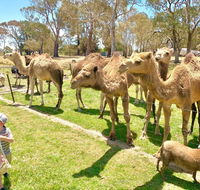 The Funny Farm - Animals / Churchhouse / Amazing Experience - Redcliffe Tourism