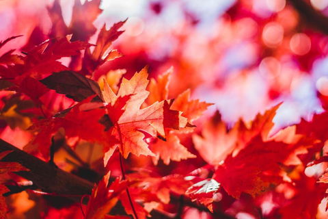 THE MAPLES - Redcliffe Tourism 3