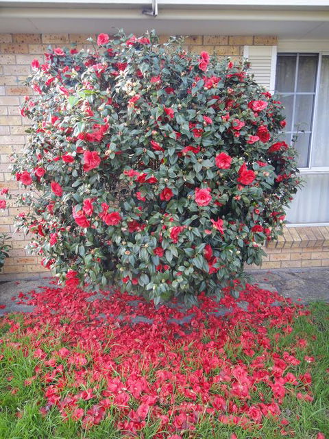 Town And Country Motor Inn - Redcliffe Tourism 1