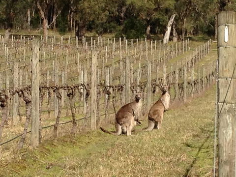 Valley Farm Vineyard Villas - Redcliffe Tourism 2